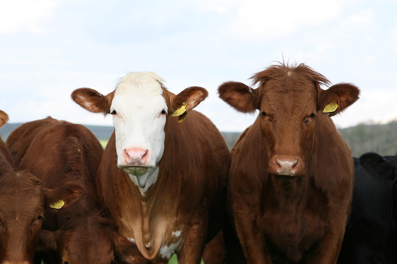 Właściwości i stosowanie melasy dla krów